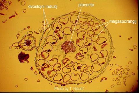 Salvinia natans (L.) All. - anatomski prerez kroz sorus s megasporangijima 