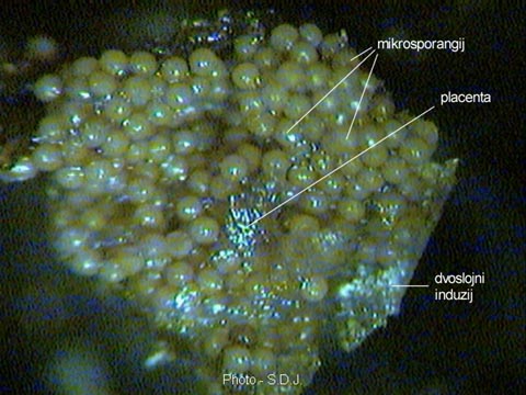 Salvinia natans (L.) All. - prerez kroz sorus s mikrosporangijima 