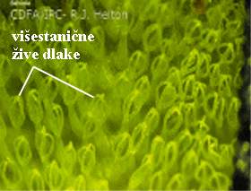 Salvinia natans (L.) All. - viestanine ive dlake