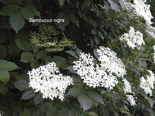 Sambucus nigra L. - crna bazga