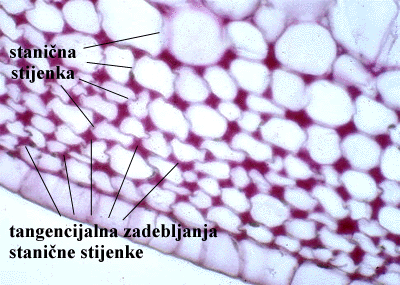 Sambucus nigra L. - ploasti kolenhim