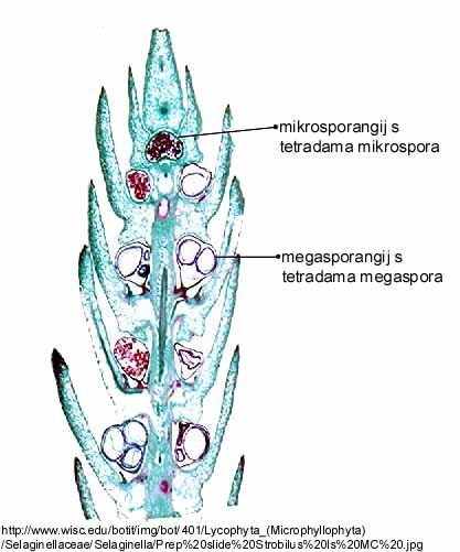 Selaginella sp. - uzduni presjek kroz strobilus