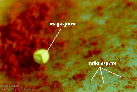 Selaginella sp. - megaspora i mikrospora