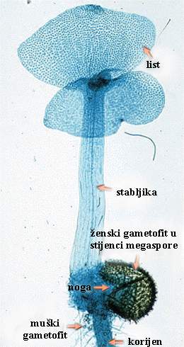 Selaginella sp. - muki i enski gametofit