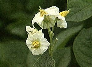 Solanum tuberosum L. - krumpir