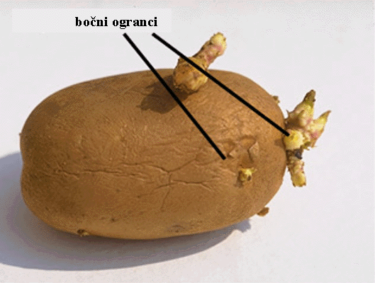 Solanum tuberosum L. - stabljini gomolj