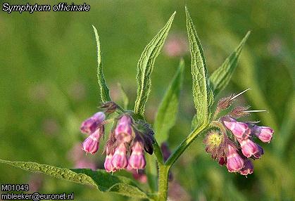 Symphytum officinale L. - ljubiasti gavez