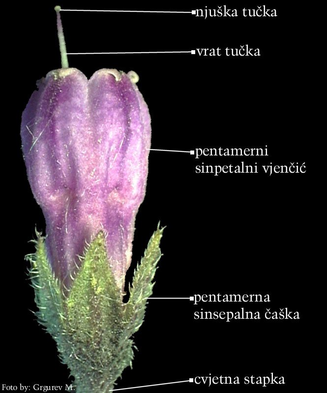 Symphytum officinale L. - cvijet