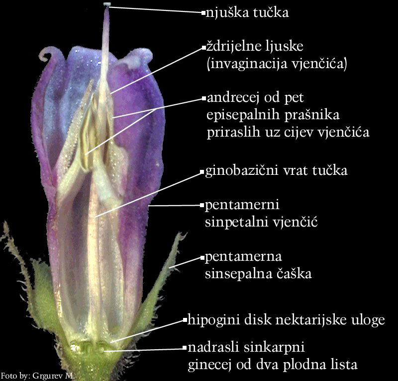 Symphytum officinale L. - uzduno otvoreni cvijet
