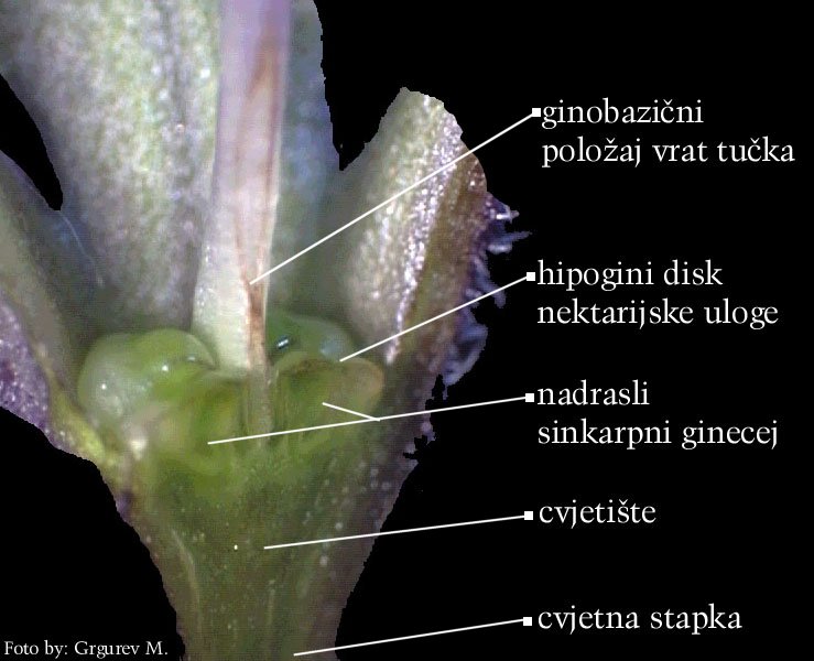 Symphytum officinale L. - uzduni presjek plodnice