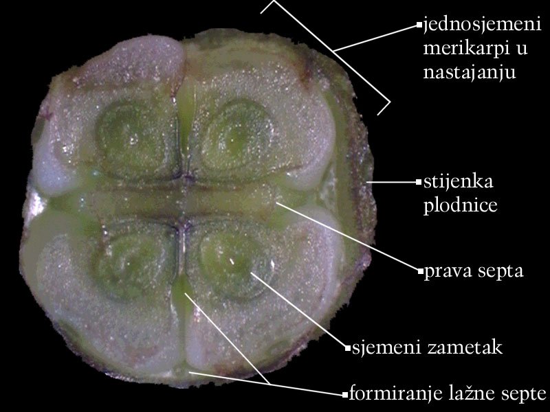 Symphytum officinale L. - popreni presjek plodnice