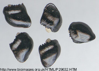 Symphytum officinale L. - sjemenke