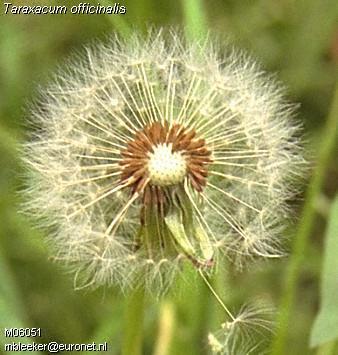 Taraxacum officinale Weber - ljekoviti maslaak