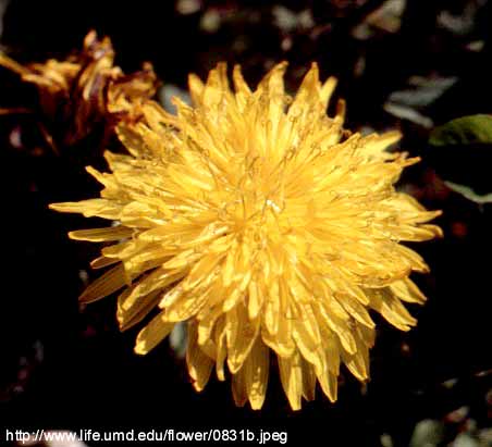 Taraxacum officinale Weber - glaviasti cvat
