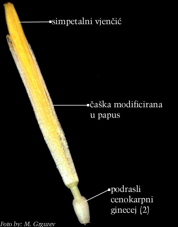 Taraxacum officinale Weber - jeziasti cvijet