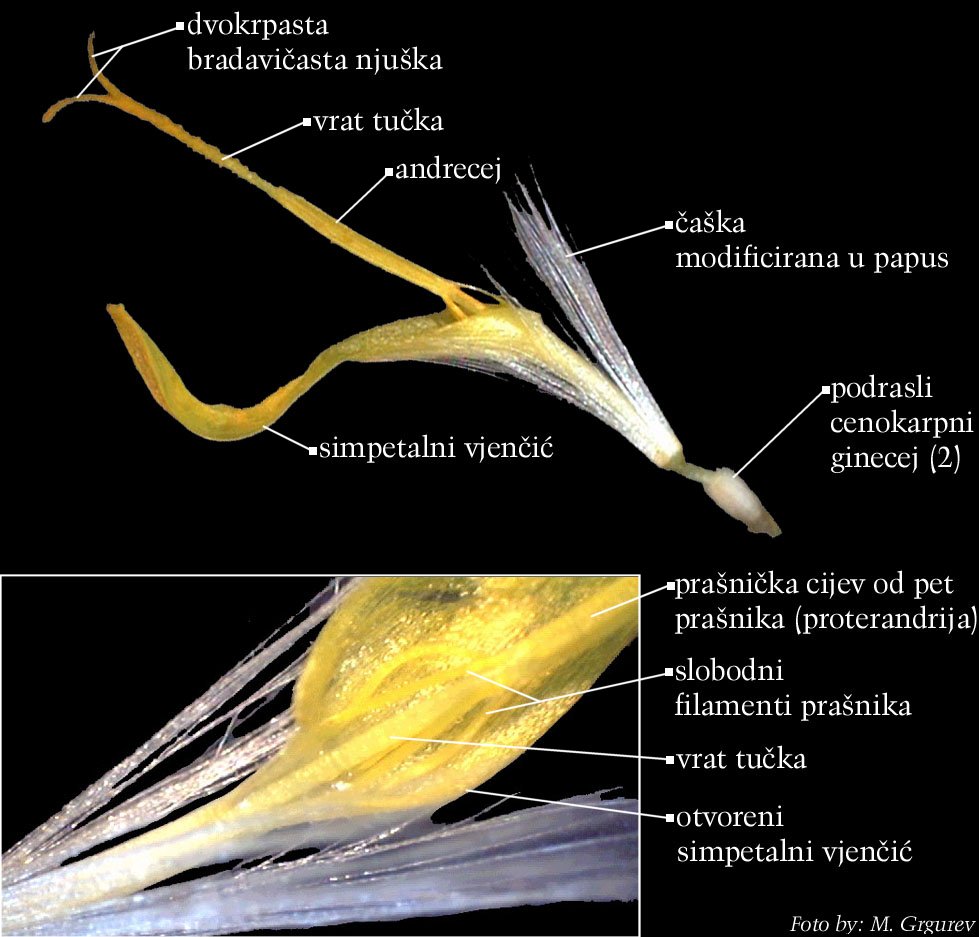 Taraxacum officinale Weber - uzduno otvoreni jeziasti cvijet