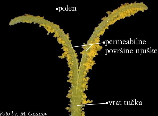 Taraxacum officinale Weber - njuka tuka