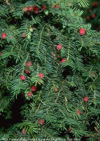 Taxus baccata L. - tisa