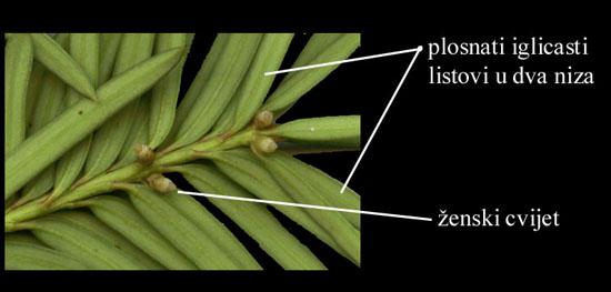 Taxus baccata L. - izdanak sa enskim cvjetovima