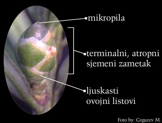 Taxus baccata L. - enski cvijet