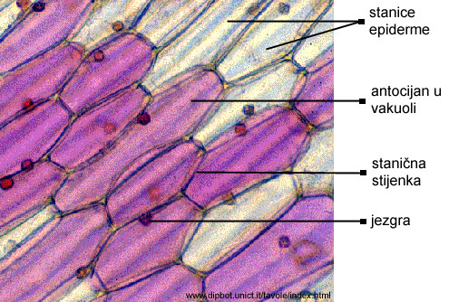 Tradescantia sp. - epiderma