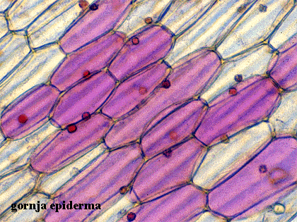 Tradescantia sp. - epiderma i pui - gornja epiderma