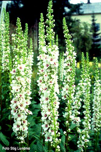 Verbascum sp. - divizma