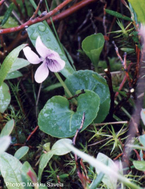 Capsella bursa-pastoris (L.) Med - prava rusomaa