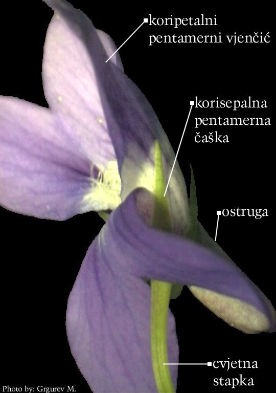 Viola sp. - zigomorfni cvijet