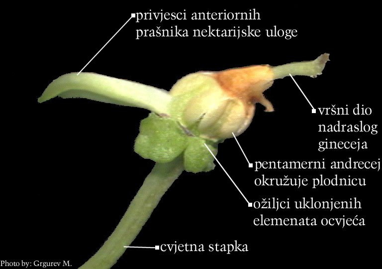 Viola sp. - cvijet s uklonjenim ocvjeem