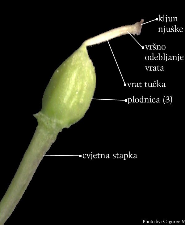 Viola sp. - parakarpni ginecej od 3 plodna lista