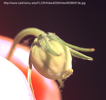 Viola sp. - plod-tobolac