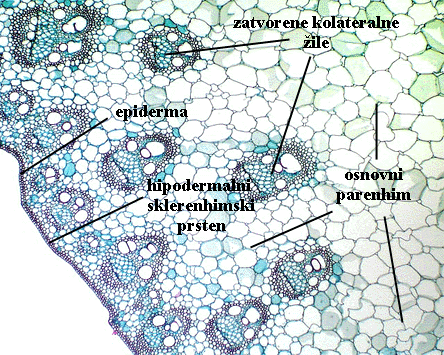 Zea sp. - popreni presjek stabljike