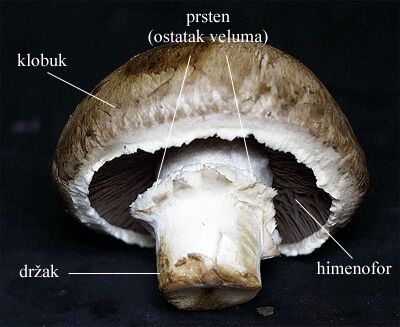 Agaricus bisporus - slika 1
