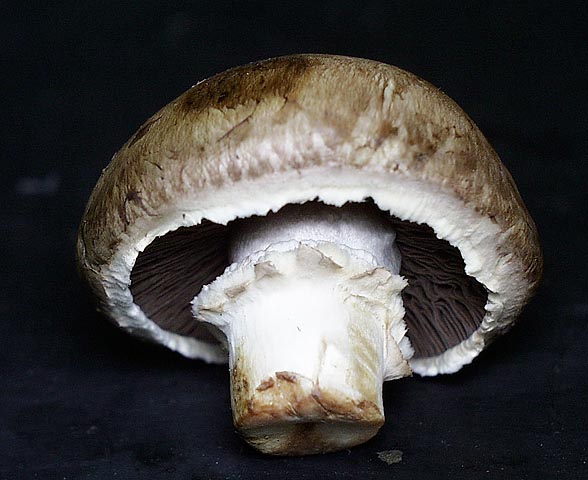 Agaricus bisporus