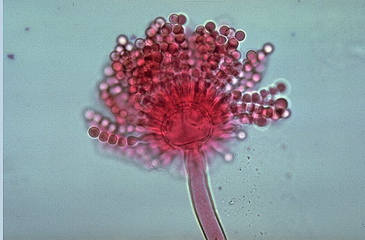 Aspergillus sp.