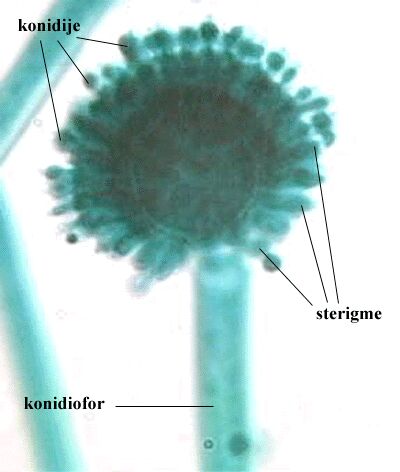 Aspergillus sp. - slika 1