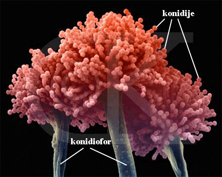 Aspergillus sp. - slika 5