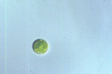 Chlorella sp.