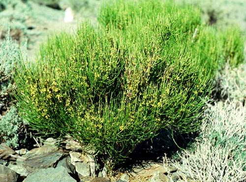 Ephedra sp. - ephedra