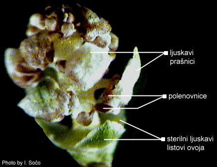 Juniperus sp. - slika 1