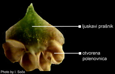 Juniperus sp. - slika 2