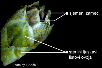 Juniperus sp. - slika 3