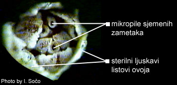 Juniperus sp. - slika 4a