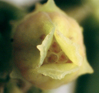 Juniperus sp. - slika 4b
