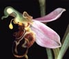 Ophrys sp.