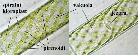 Spirogyra sp. - slika 1