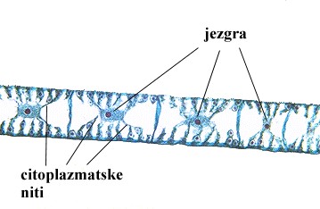 Spirogyra sp. - slika 1