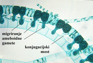 Spirogyra sp. - slika 2