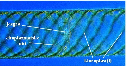 Spirogyra sp. - slika 1